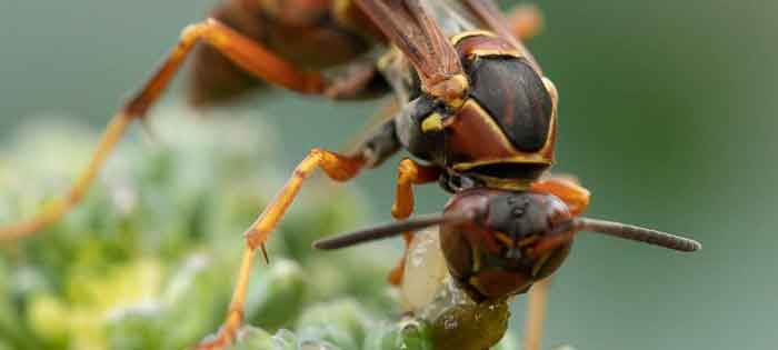 Best Wasp Removal Petwood